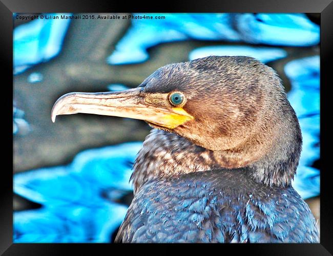  Cormorant. Framed Print by Lilian Marshall