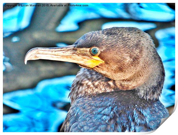  Cormorant. Print by Lilian Marshall