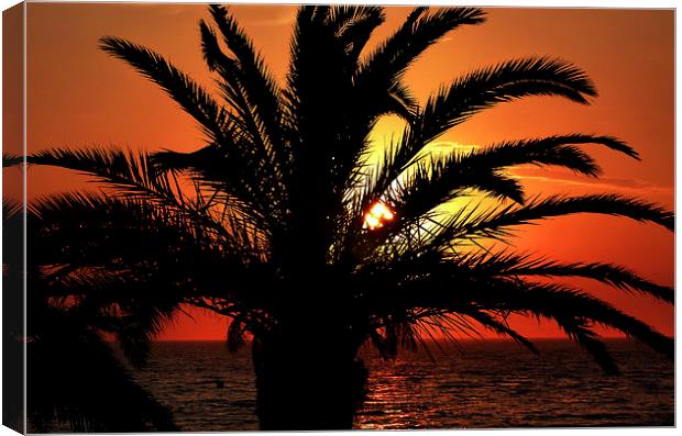  Palm Tree Sunset Canvas Print by Simon Deacon