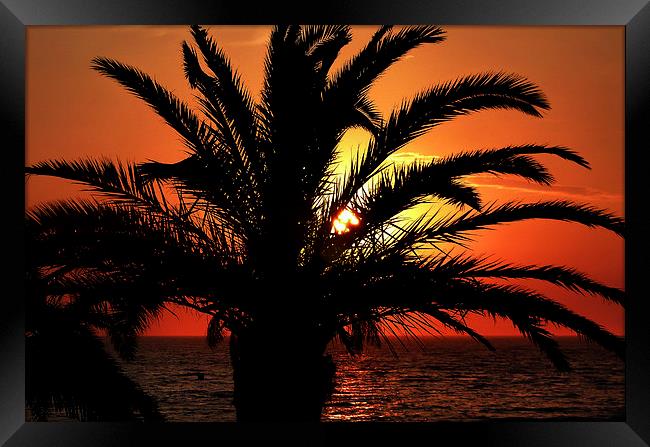  Palm Tree Sunset Framed Print by Simon Deacon
