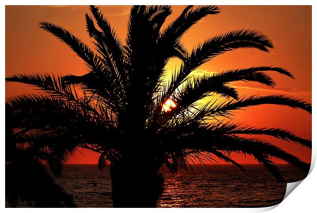  Palm Tree Sunset Print by Simon Deacon