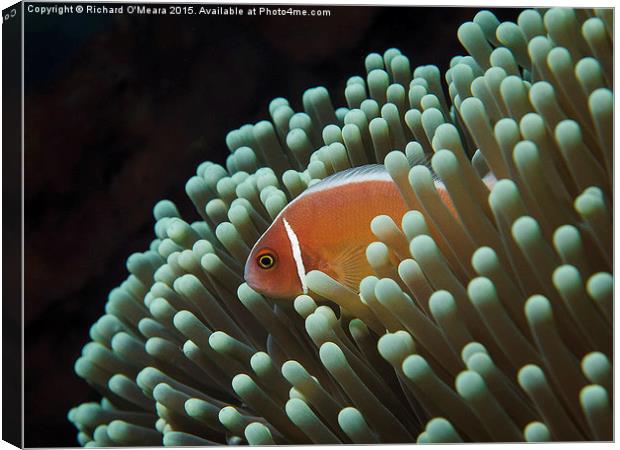 Pink Skunk Clownfish in anemone  Canvas Print by Richard O'Meara