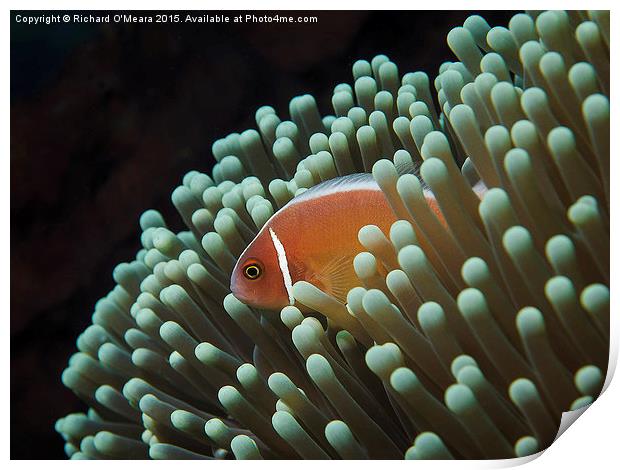 Pink Skunk Clownfish in anemone  Print by Richard O'Meara