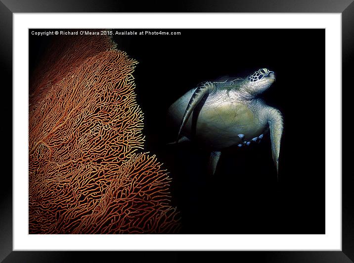 Turtle swimming behing fan coral Framed Mounted Print by Richard O'Meara