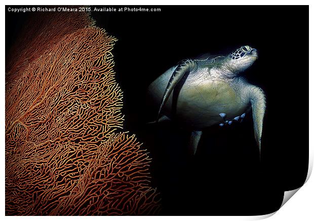  Turtle swimming behing fan coral Print by Richard O'Meara