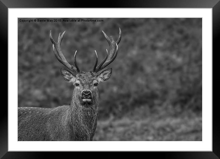 Red Deer Stag Framed Mounted Print by Barrie May