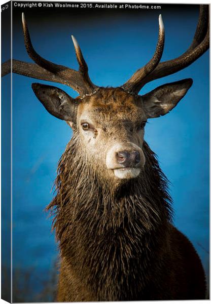  Majestic Stag Canvas Print by Kish Woolmore