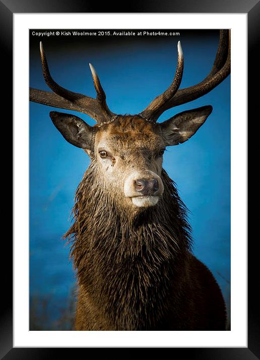  Majestic Stag Framed Mounted Print by Kish Woolmore