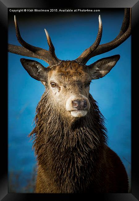  Majestic Stag Framed Print by Kish Woolmore