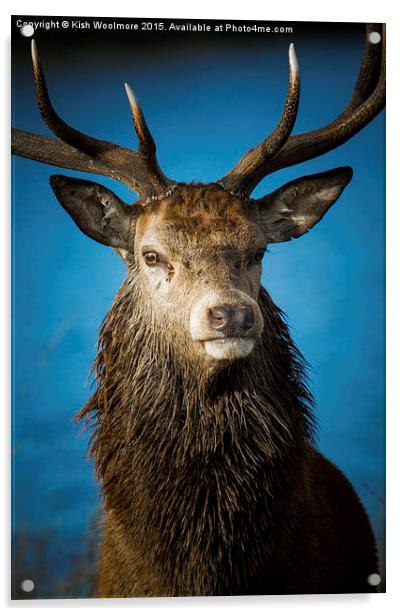  Majestic Stag Acrylic by Kish Woolmore