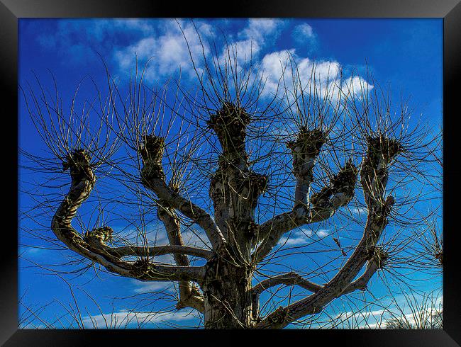  reach for the sky Framed Print by stephen king