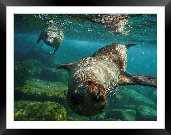 Sea Lion Framed Mounted Print by Gail Johnson