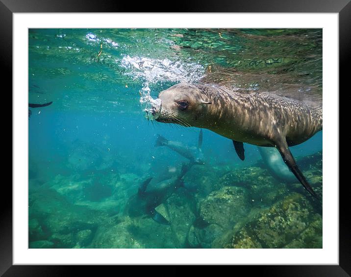 Sea Lion Framed Mounted Print by Gail Johnson