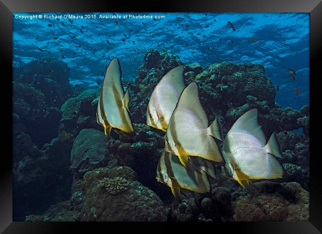 Longfin Batfish on Coral reef  Framed Print by Richard O'Meara