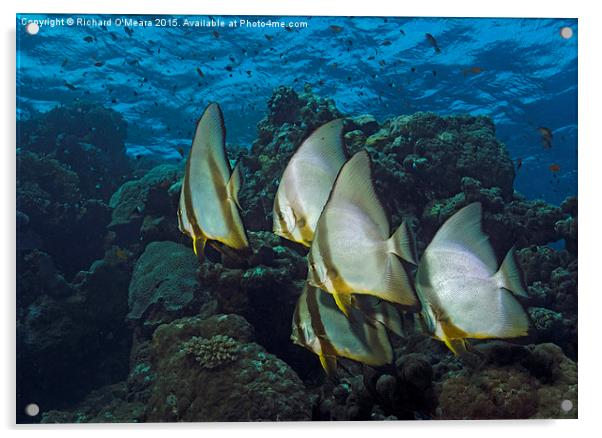 Longfin Batfish on Coral reef  Acrylic by Richard O'Meara