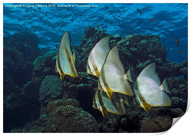 Longfin Batfish on Coral reef  Print by Richard O'Meara