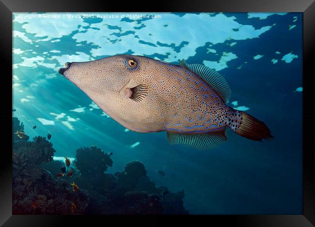 Scrawled filefish swimming over coral reef Framed Print by Richard O'Meara