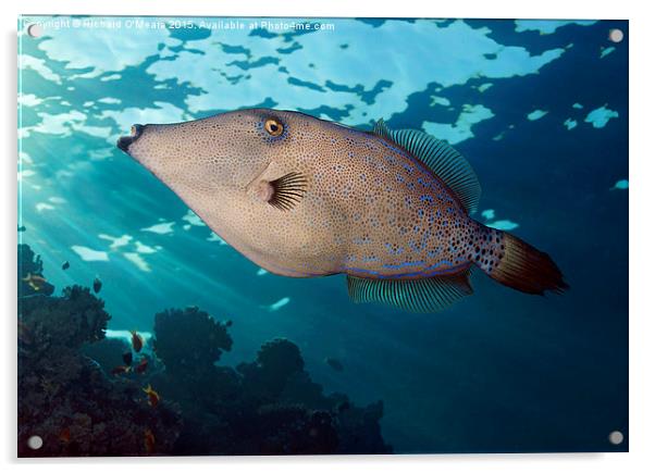 Scrawled filefish swimming over coral reef Acrylic by Richard O'Meara