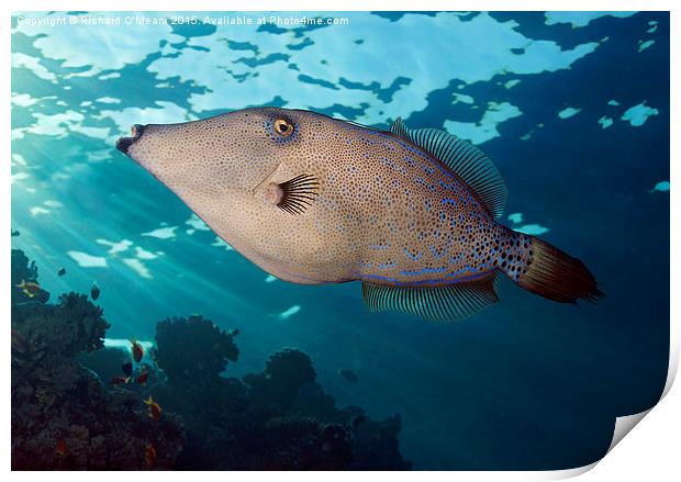 Scrawled filefish swimming over coral reef Print by Richard O'Meara