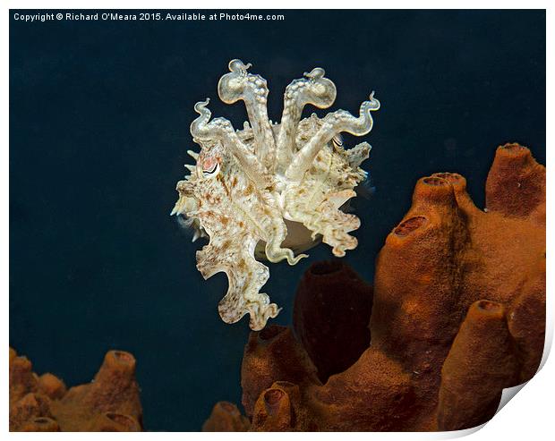 Cuttlefish displaying over sponge  Print by Richard O'Meara