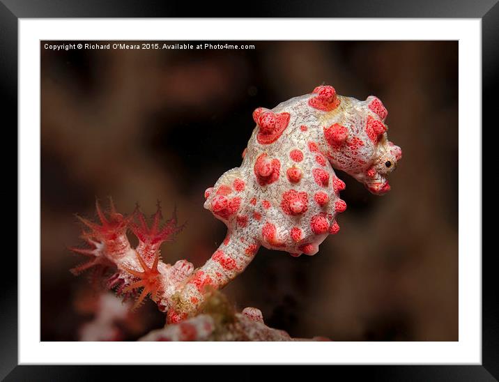 Bargibant's Pygmy Seahorse on gorgonian fan coral Framed Mounted Print by Richard O'Meara