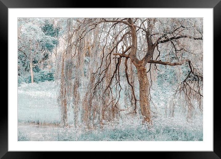  Secret Life of the Willow Tree. Nature in Alien S Framed Mounted Print by Jenny Rainbow