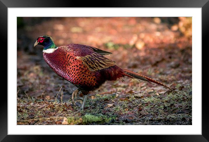  ring necked pheasant Framed Mounted Print by stephen king