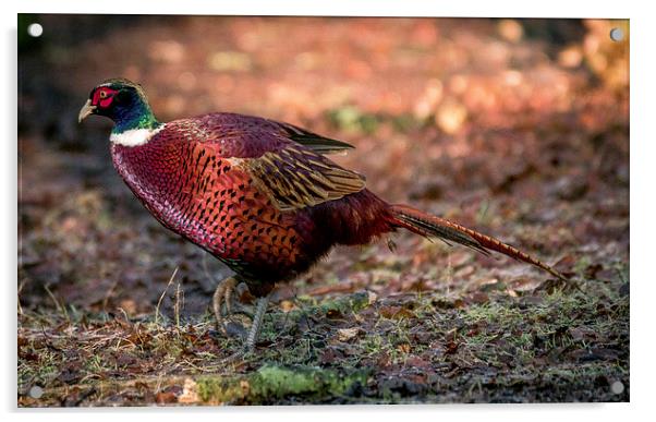  ring necked pheasant Acrylic by stephen king