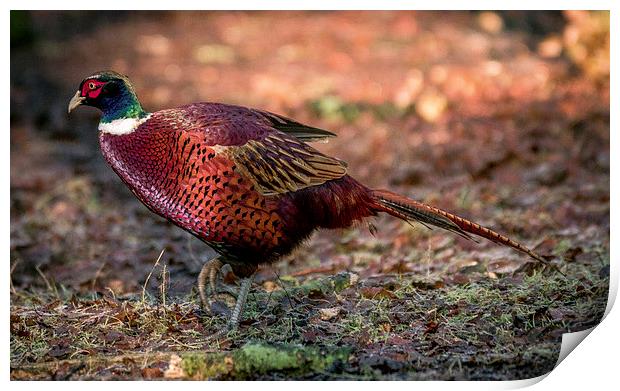  ring necked pheasant Print by stephen king
