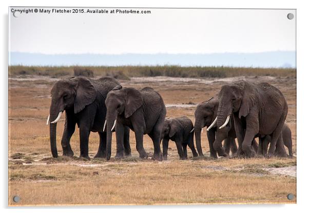  Elephant Herd Acrylic by Mary Fletcher