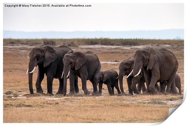  Elephant Herd Print by Mary Fletcher