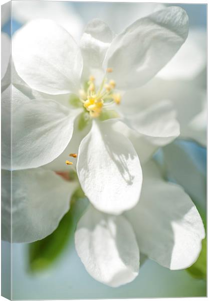  Spring AppleTree Blossom Canvas Print by Jenny Rainbow