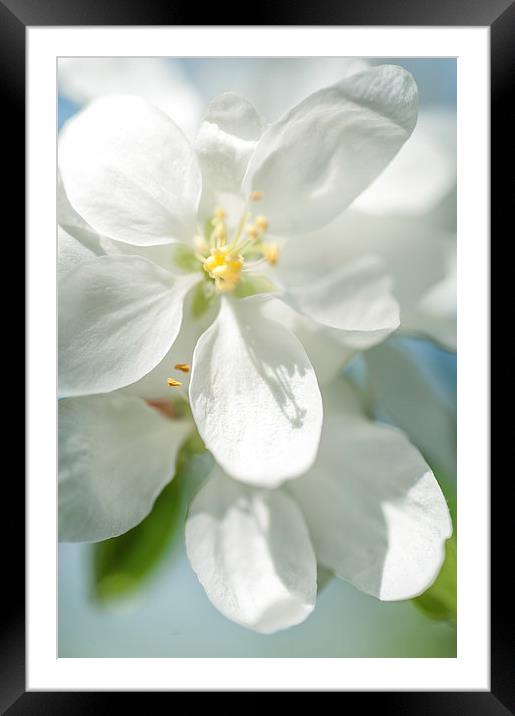  Spring AppleTree Blossom Framed Mounted Print by Jenny Rainbow