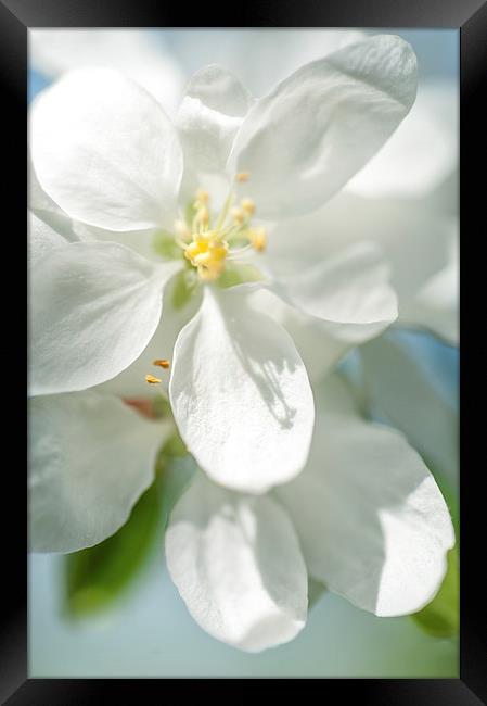  Spring AppleTree Blossom Framed Print by Jenny Rainbow