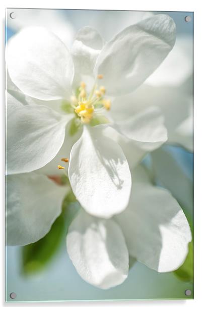  Spring AppleTree Blossom Acrylic by Jenny Rainbow
