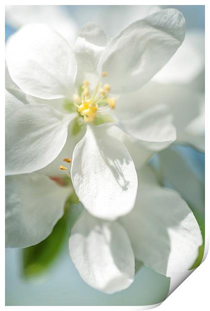  Spring AppleTree Blossom Print by Jenny Rainbow