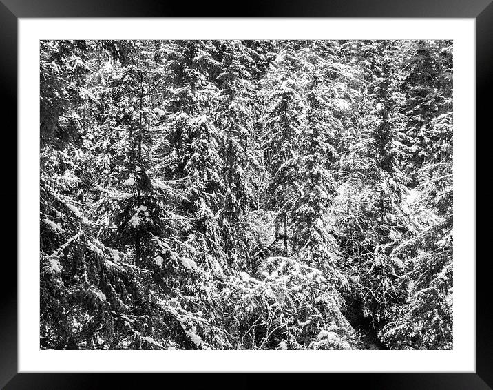  Snowy Pines Framed Mounted Print by Jim Moody