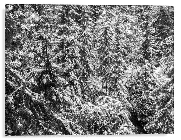  Snowy Pines Acrylic by Jim Moody