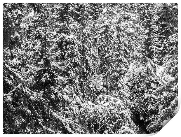  Snowy Pines Print by Jim Moody