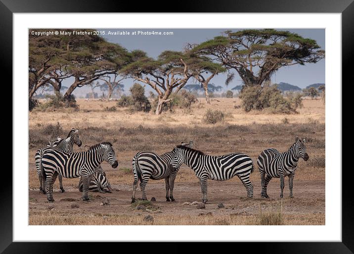  Zebras relaxing in Kenya Framed Mounted Print by Mary Fletcher