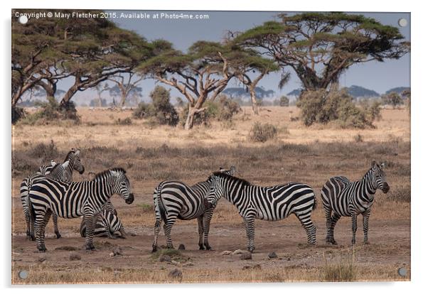  Zebras relaxing in Kenya Acrylic by Mary Fletcher