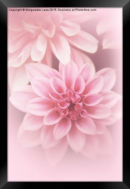 Beautiful, artistic pink dahlia Framed Print by Malgorzata Larys