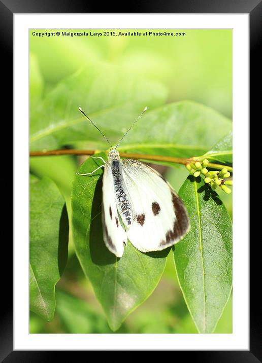 White butterfly in the garden  Framed Mounted Print by Malgorzata Larys