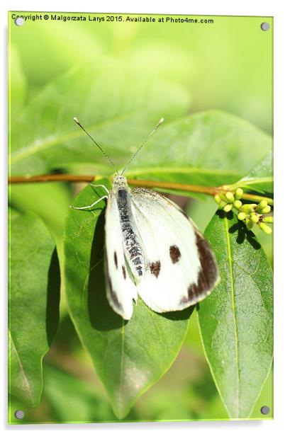 White butterfly in the garden  Acrylic by Malgorzata Larys