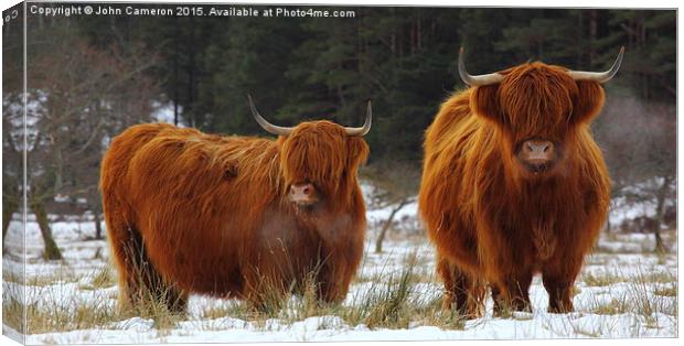Highland Cows in winter snow. Canvas Print by John Cameron