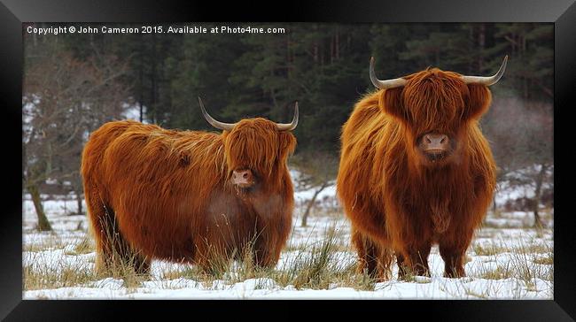 Highland Cows in winter snow. Framed Print by John Cameron