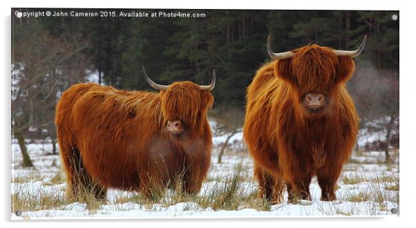 Highland Cows in winter snow. Acrylic by John Cameron