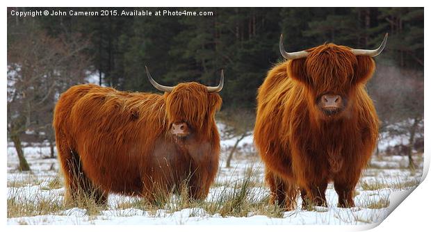 Highland Cows in winter snow. Print by John Cameron