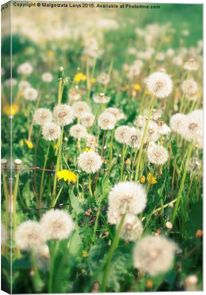 Beautiful dreamy dandelions background Canvas Print by Malgorzata Larys