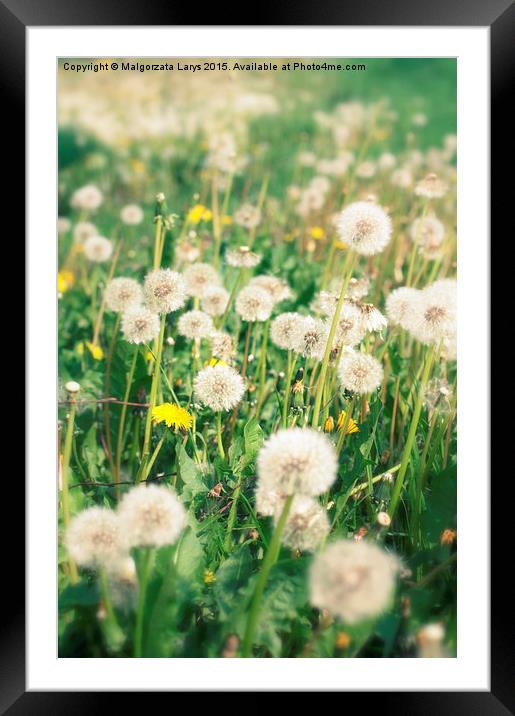 Beautiful dreamy dandelions background Framed Mounted Print by Malgorzata Larys